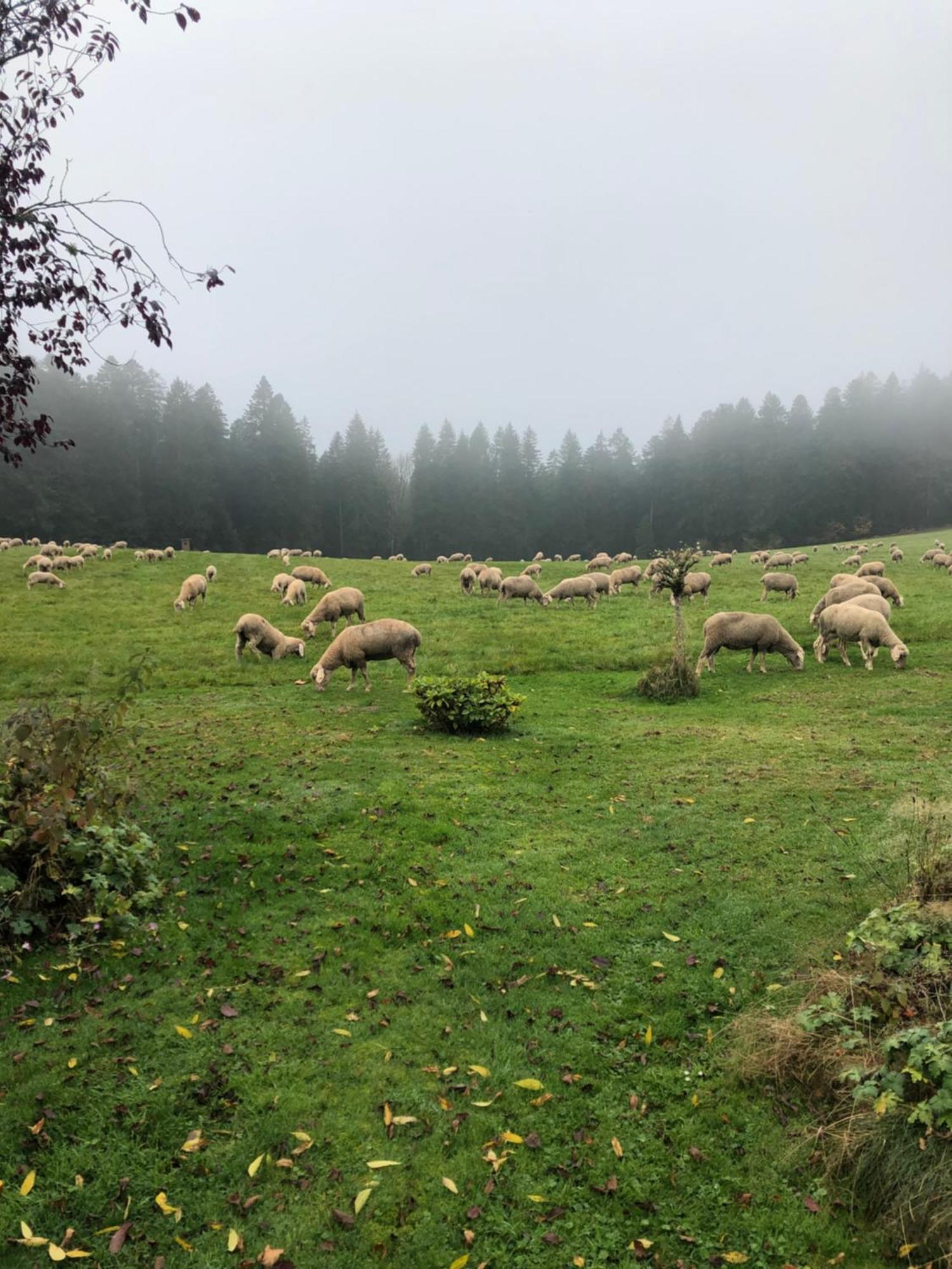 Solhof-Schoemberg Loßburg 外观 照片